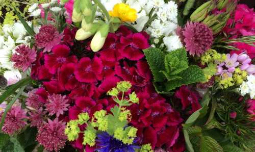Garden to Vase: an intro to growing & arranging cut flowers