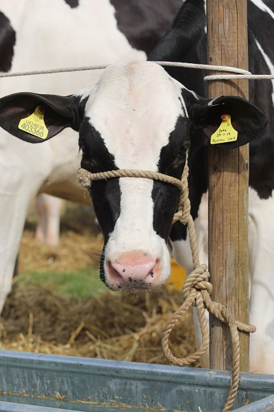 Dairy cow in Cumbria